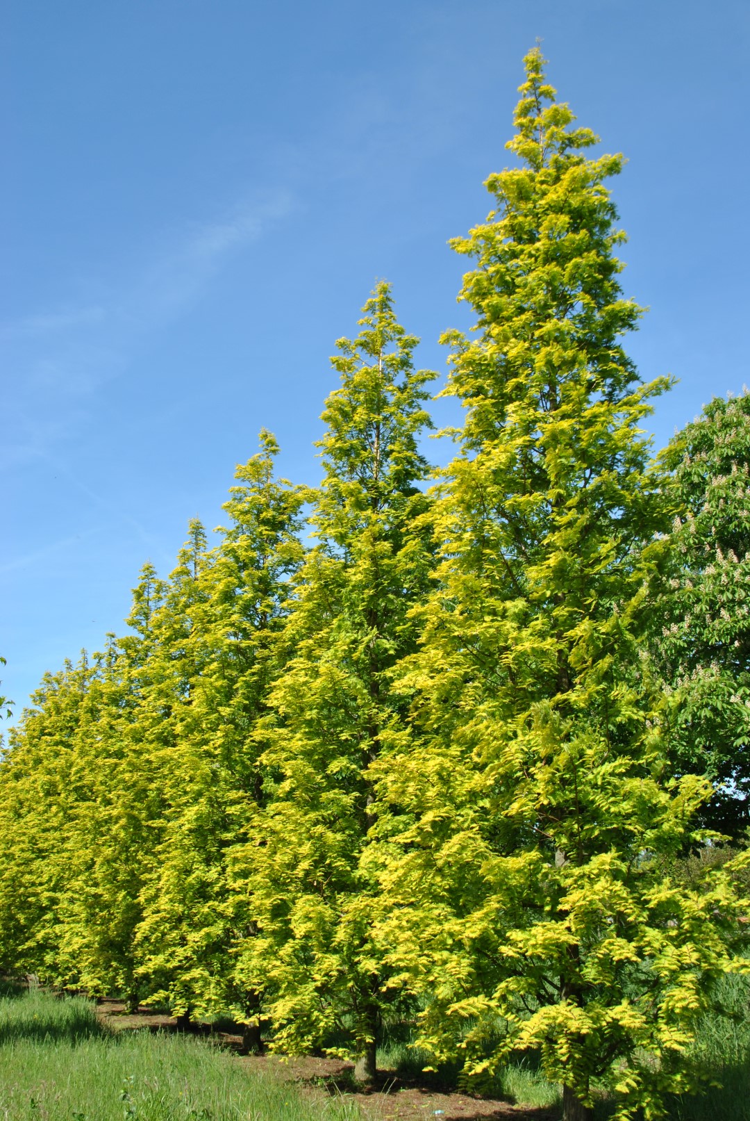 metasequoia glyptostroboides gold rush 2