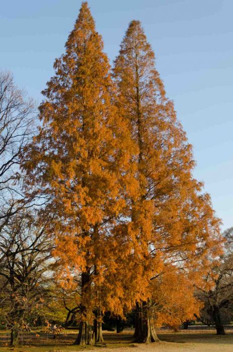 metasequoia glyptostroboides