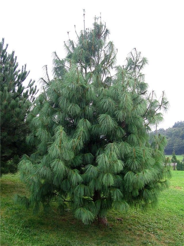 pinus griffithii wallichiana 1