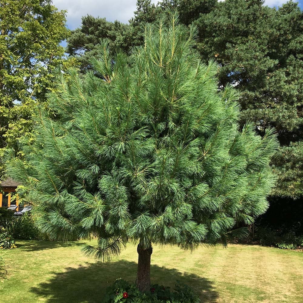 pinus griffithii wallichiana 2