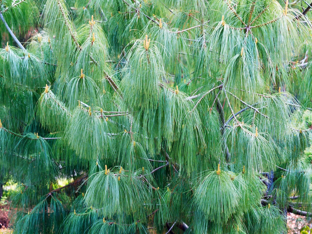 pinus griffithii wallichiana
