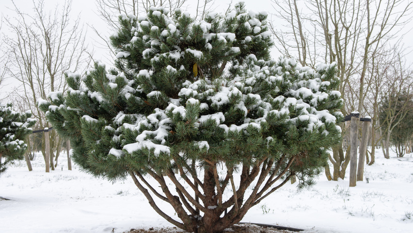 pinus mugo uncinata 1