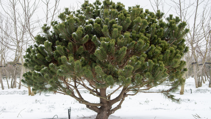 pinus mugo uncinata 2