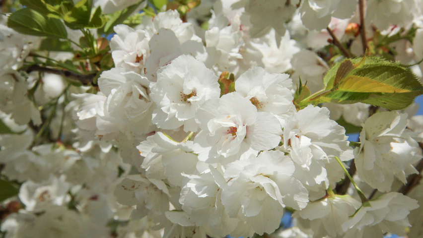 prunus serrulata shirotae 1