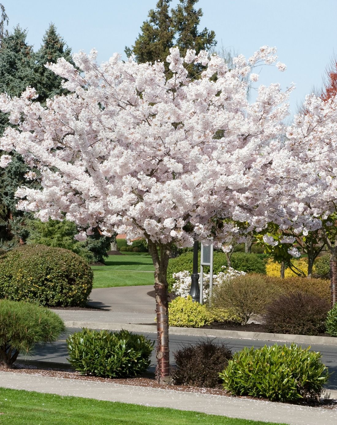 prunus serrulata shirotae 2