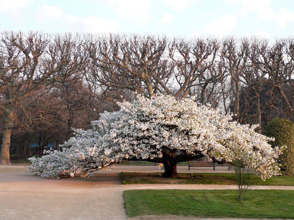 prunus serrulata shirotae