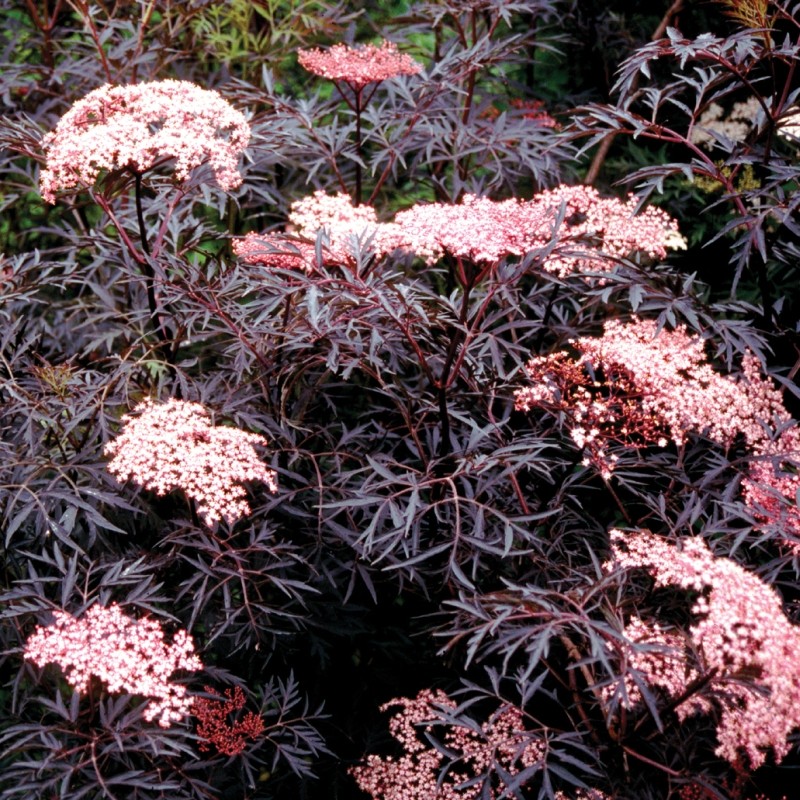 sambucus nigra black lace