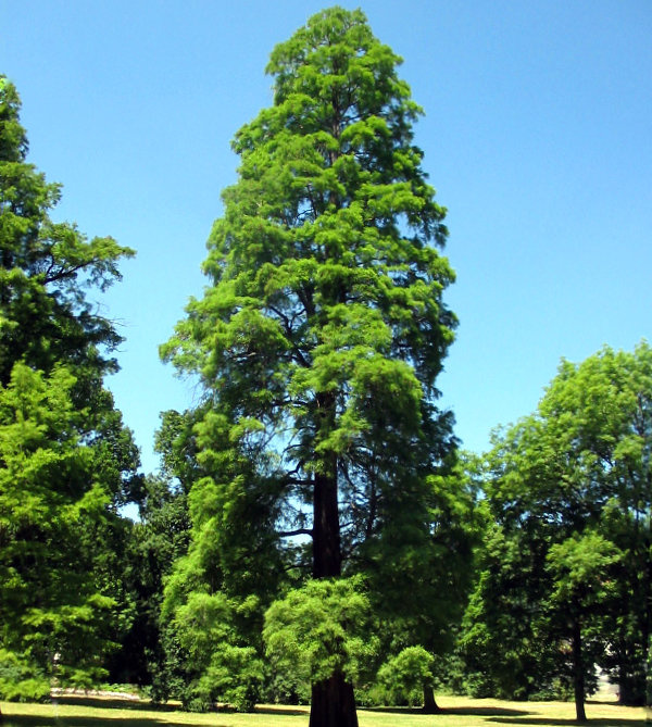 taxodium distichum 1