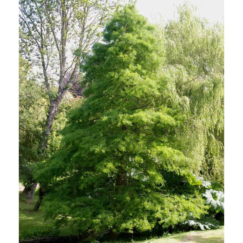 taxodium distichum 2
