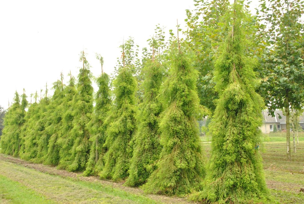 taxodium distichum 3