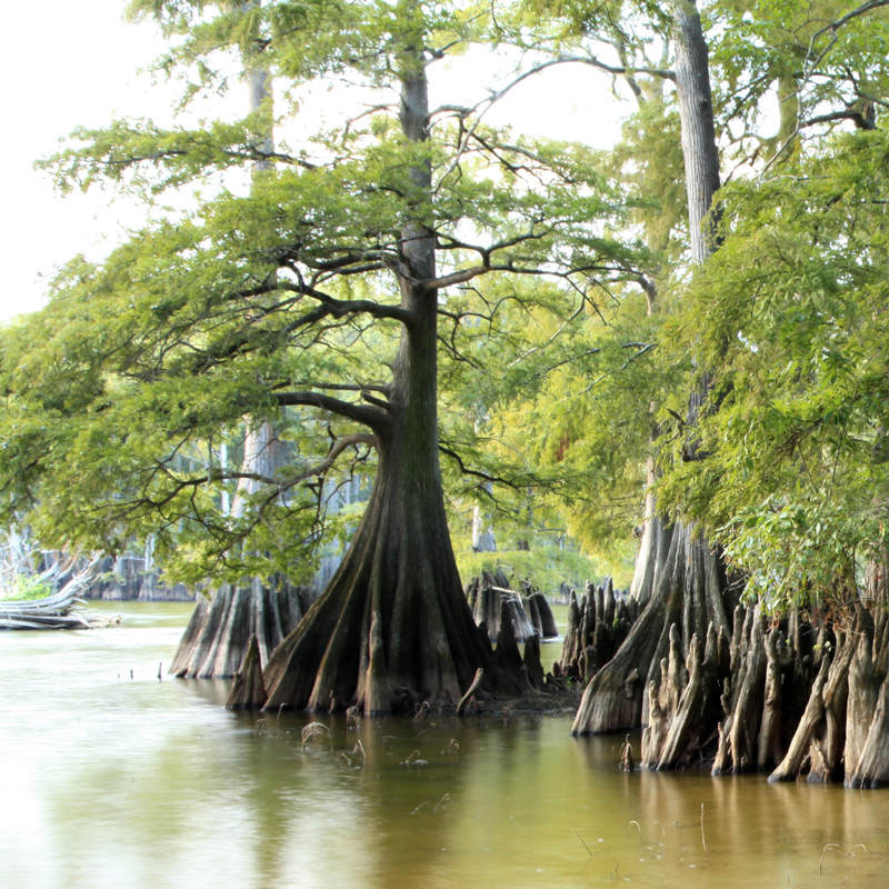 taxodium distichum 4