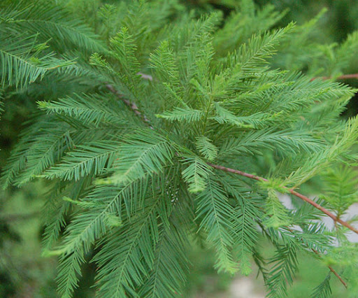 taxodium distichum