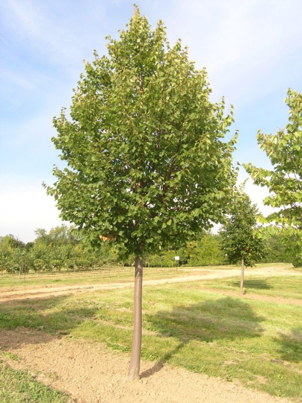 tilia cordata 1