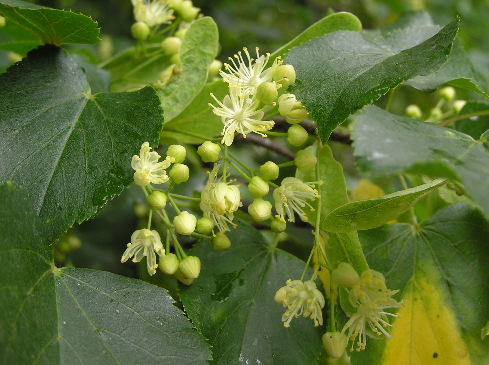 tilia cordata 2