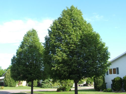 tilia cordata 3