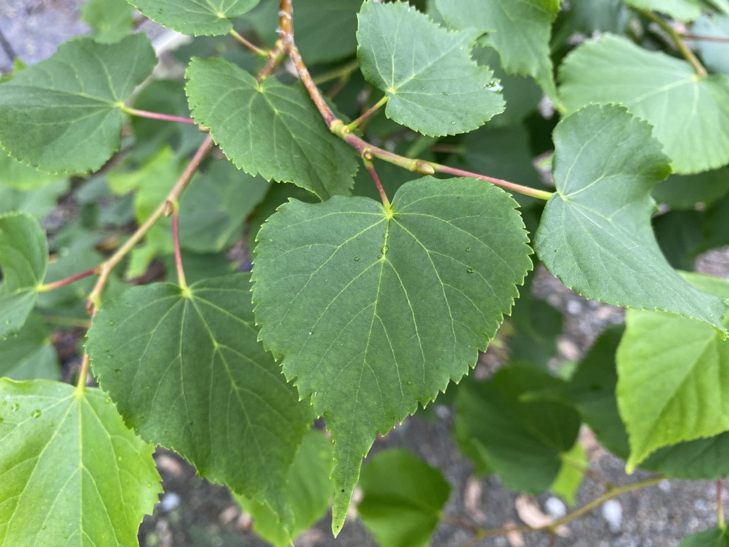 tilia cordata