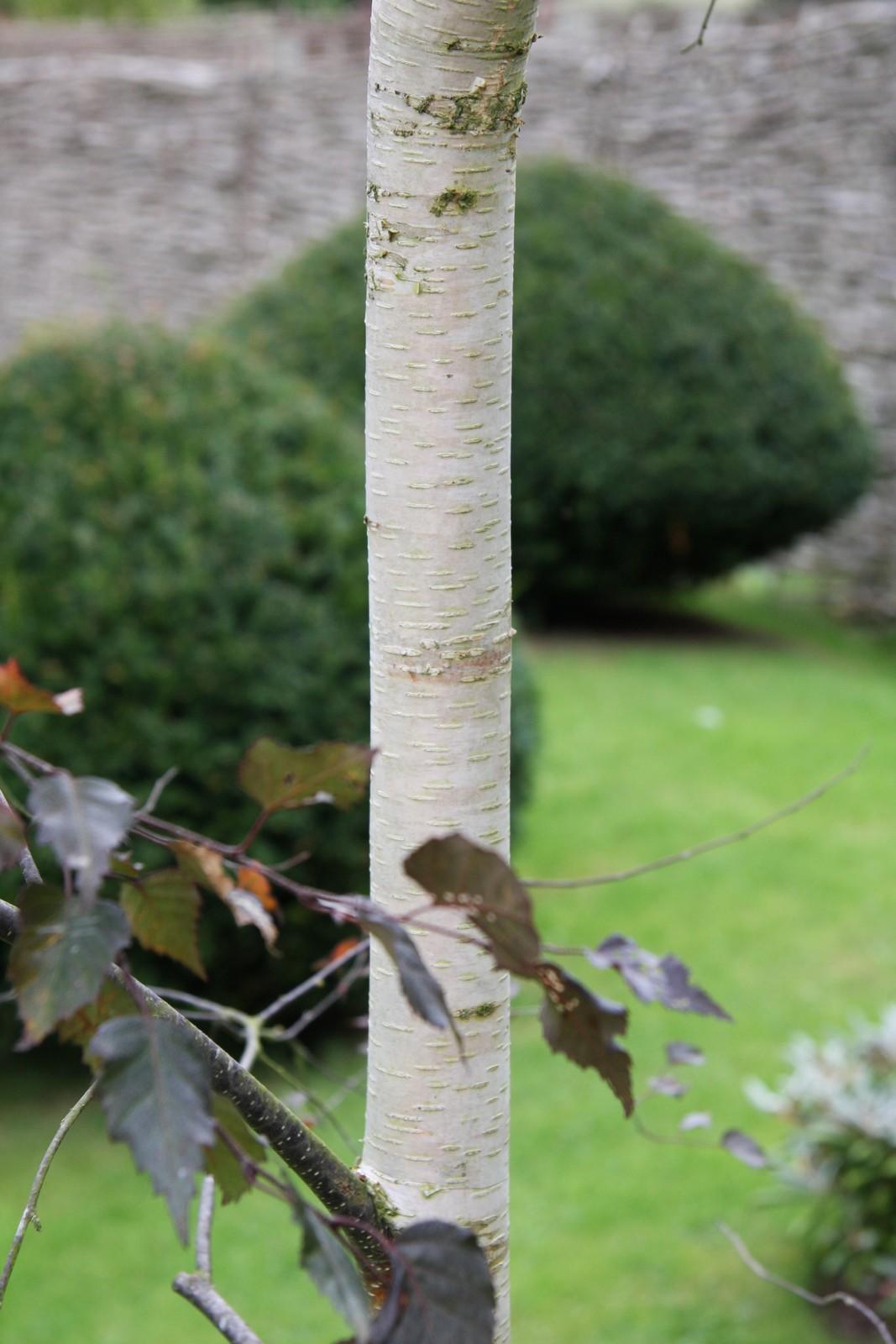 Betula pendula Royal Frost 3