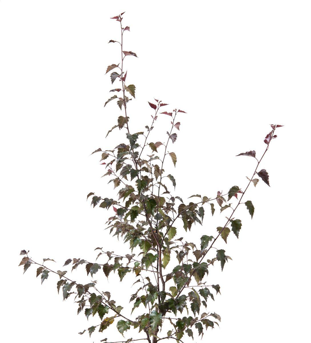 Betula pendula Royal Frost