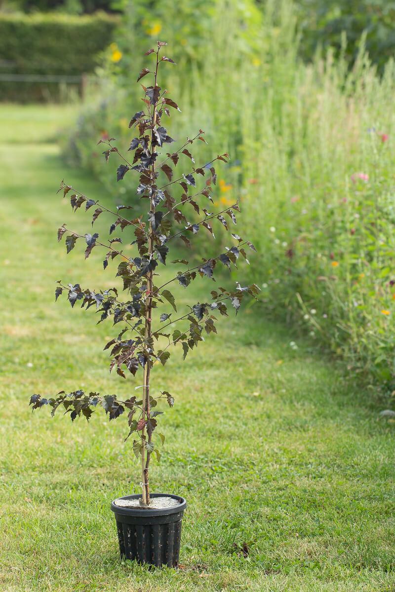 Betula pendula Royal Frost2
