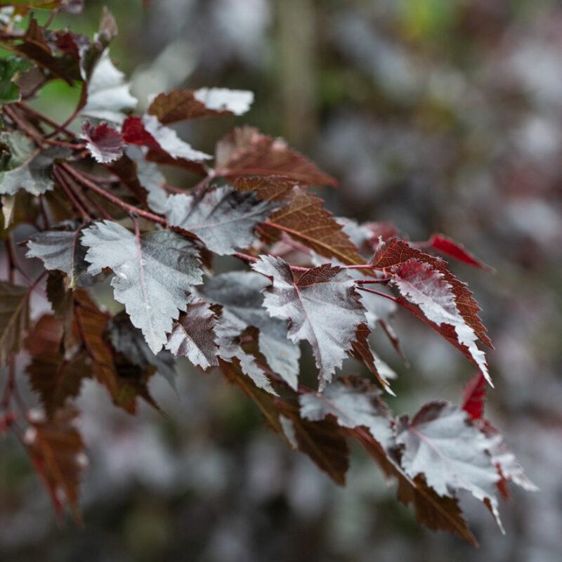 Betula pendula Royal Frost4