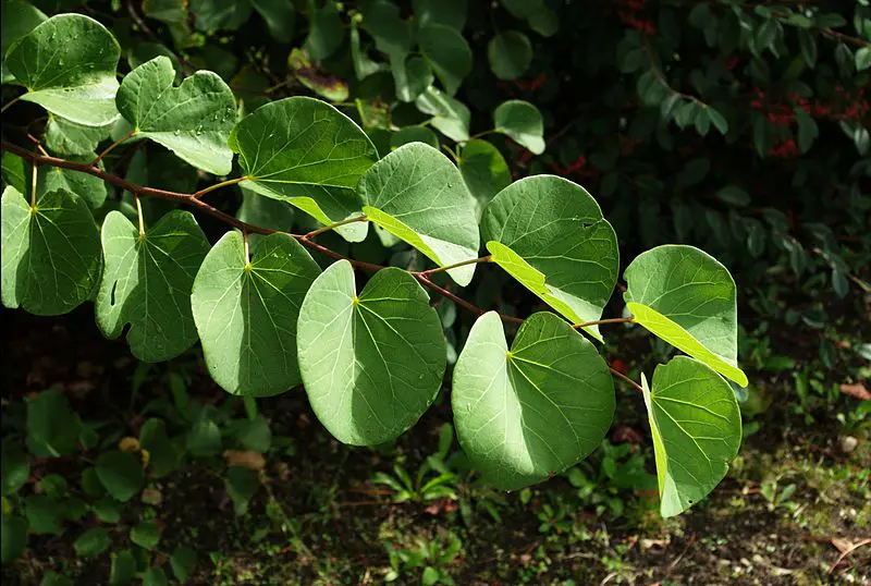 Cercis siliquastrum 3