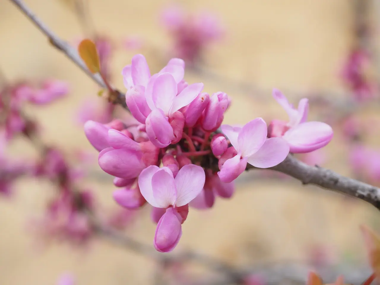 Cercis siliquastrum