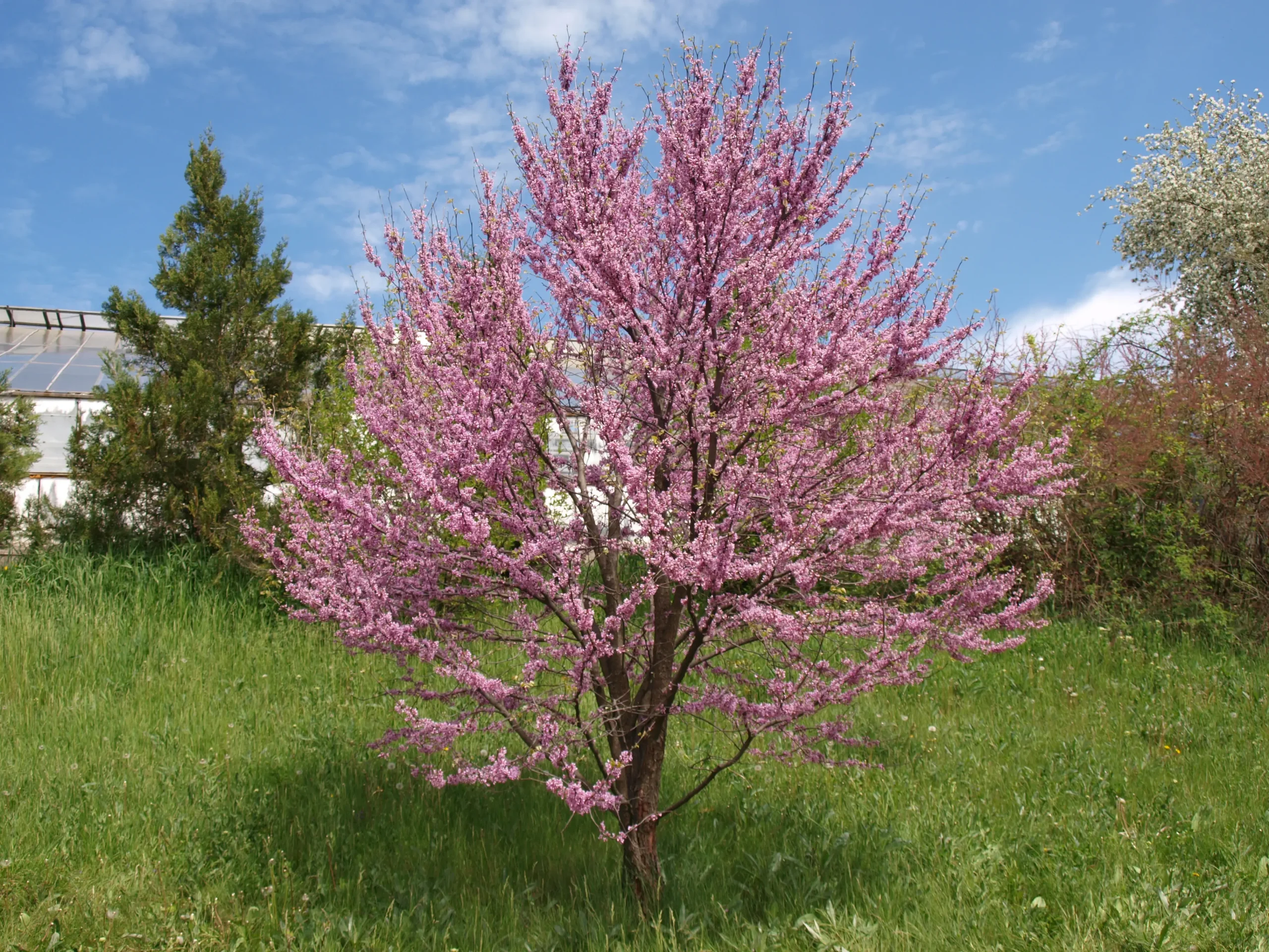 Cercis siliquastrum2