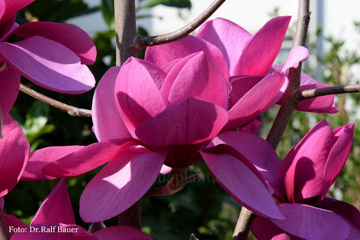 Magnolia 'A.E. Bold' 1