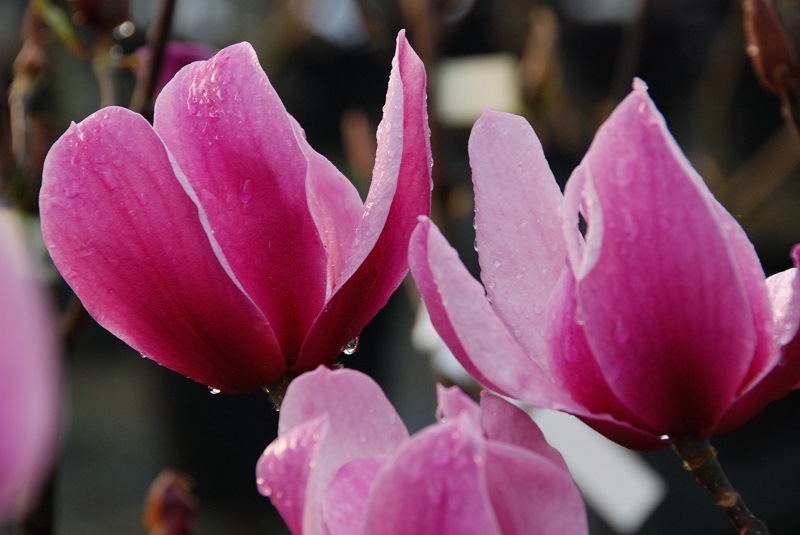 Magnolia 'Amethyst Flame' 1