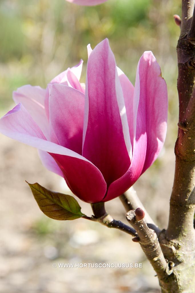 Magnolia 'Amethyst Flame' 2