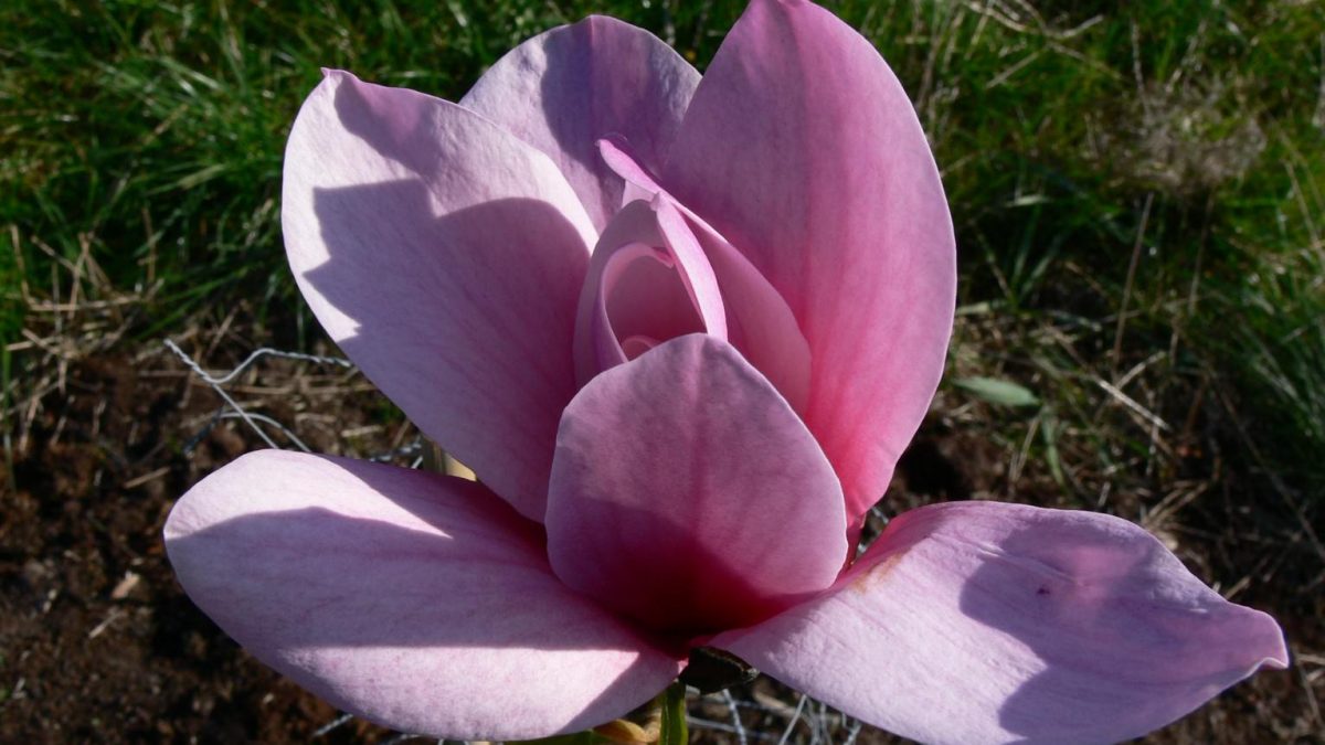 Magnolia 'Amethyst Flame'