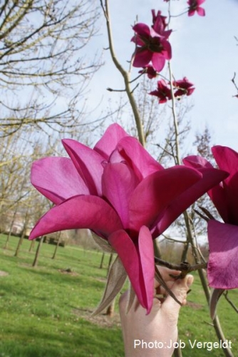 Magnolia 'Anne Leitner' 1