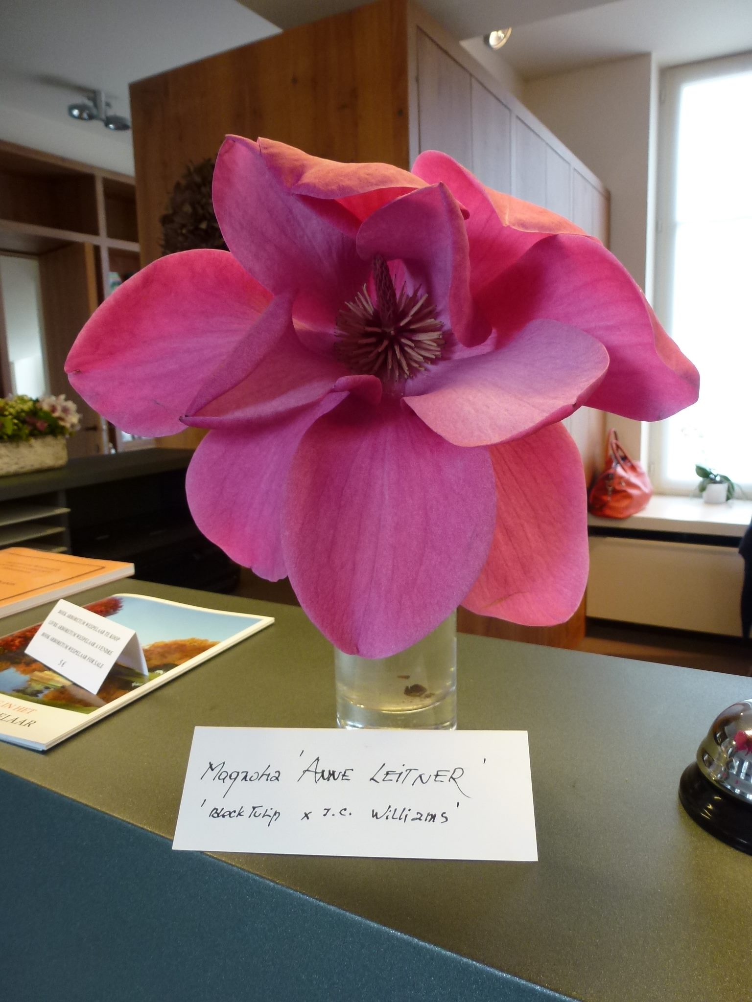 Magnolia 'Anne Leitner' 2