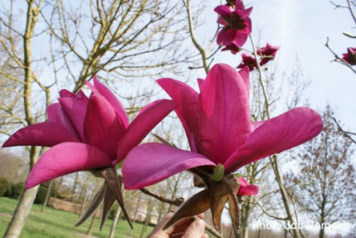 Magnolia 'Anne Leitner'