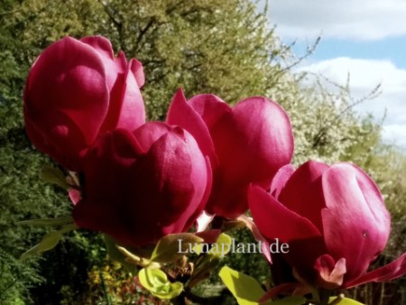 Magnolia 'Antje Zandee' 1
