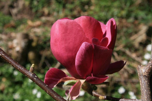 Magnolia 'Antje Zandee'