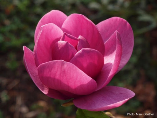 Magnolia 'Aphrodite' 1