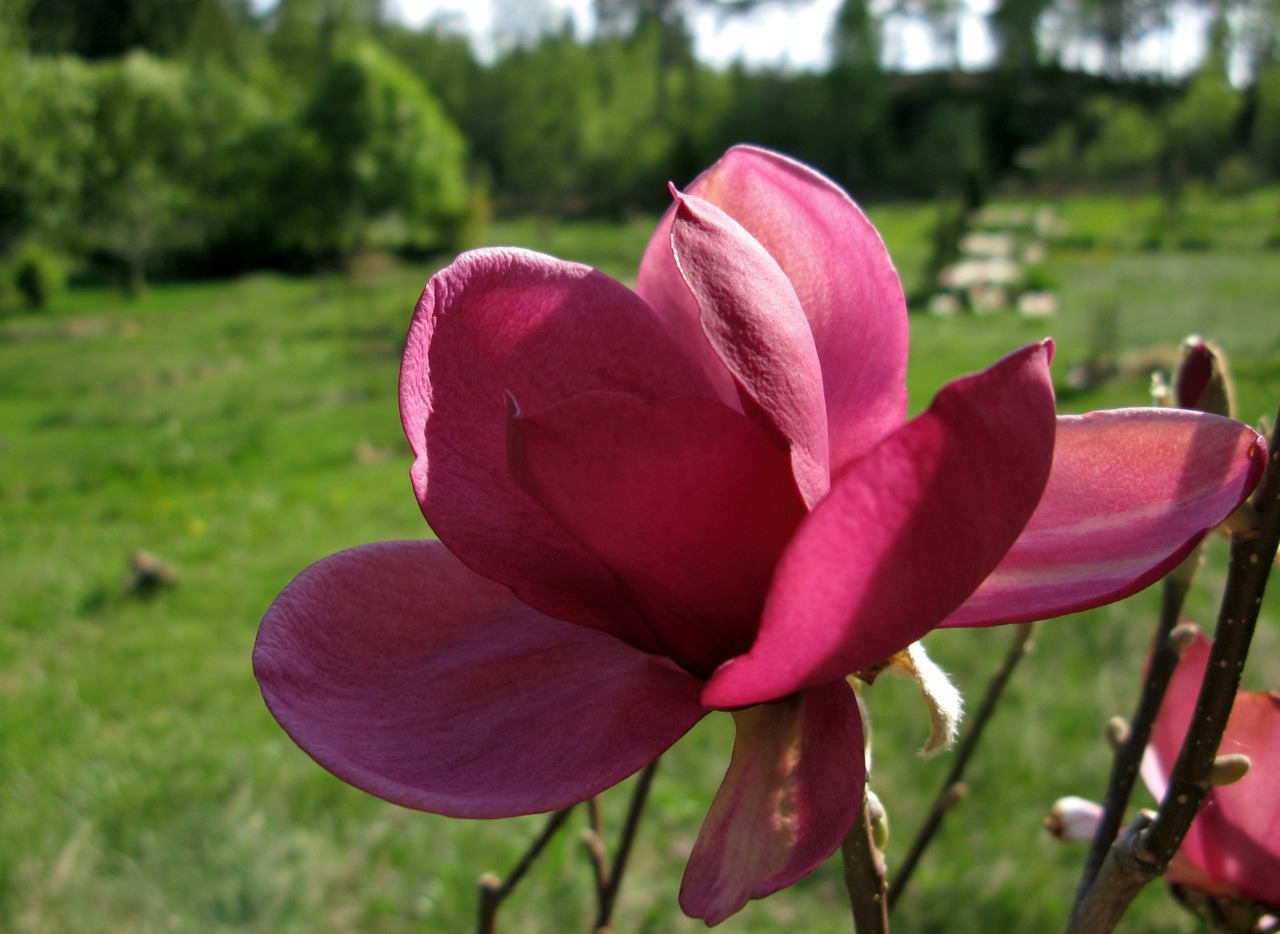 Magnolia 'Aphrodite' 2