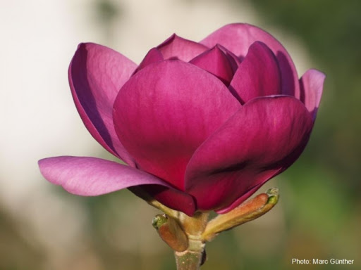 Magnolia 'Aphrodite'