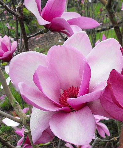 Magnolia 'Apollo' 1