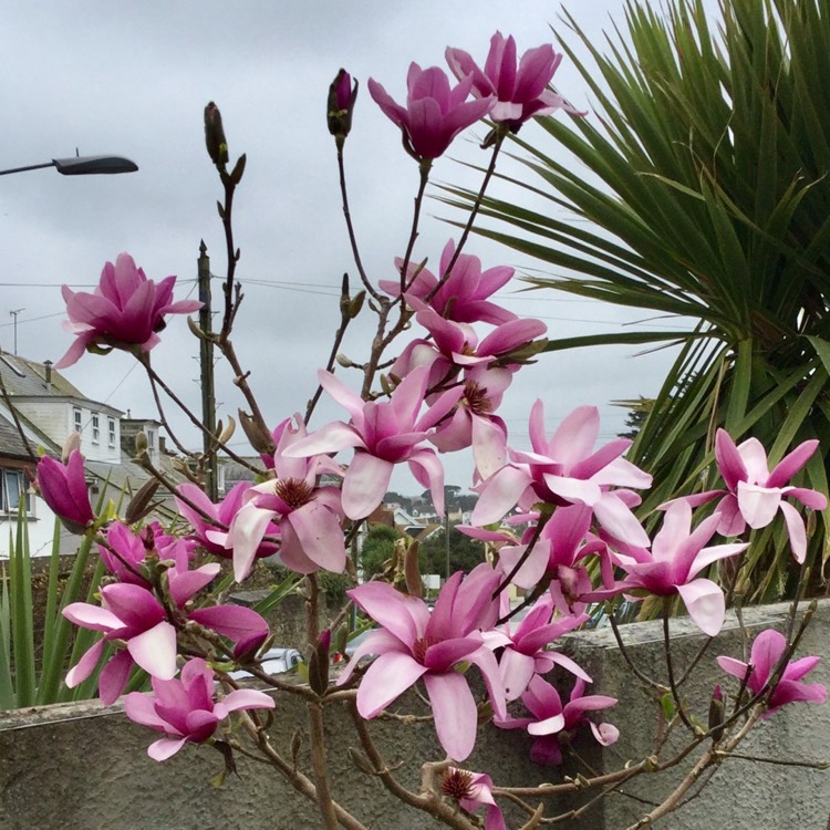 Magnolia 'Apollo' 2