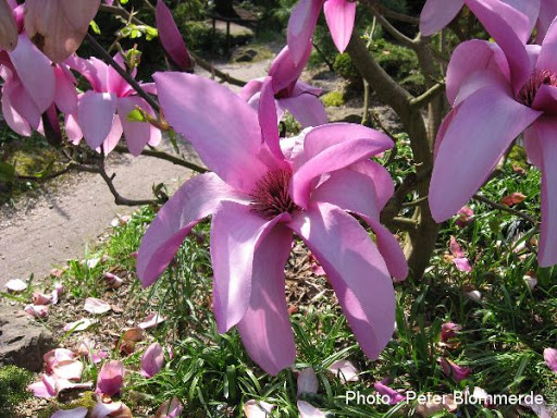 Magnolia 'Apollo'