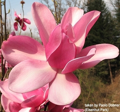 Magnolia 'Aurora' 1