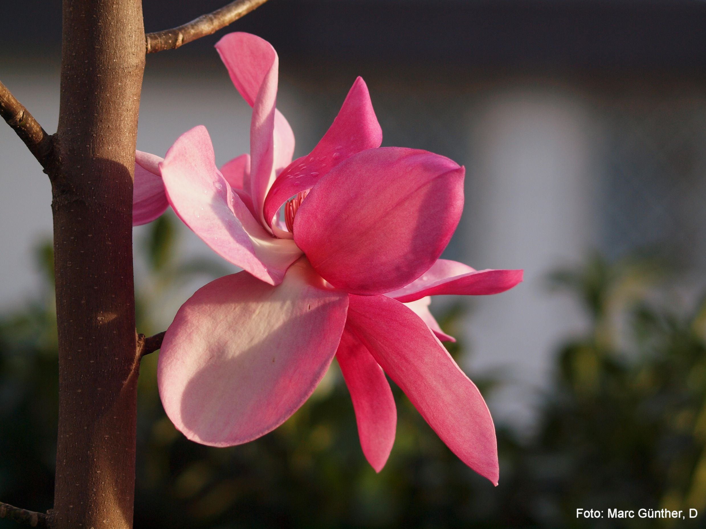 Magnolia 'Aurora' 2