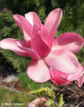 Magnolia 'Aurora'