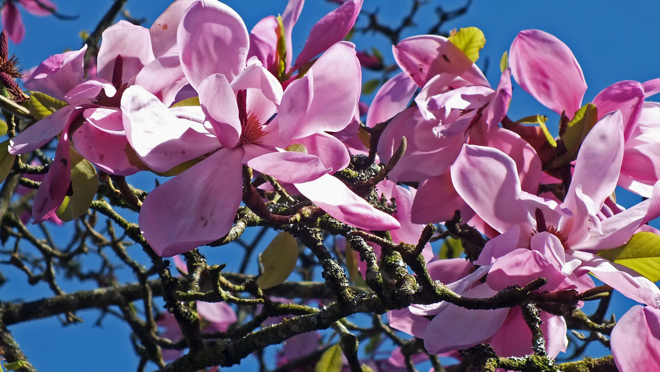 Magnolia 'Burncoose' 2