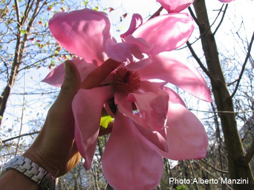 Magnolia 'Burncoose'