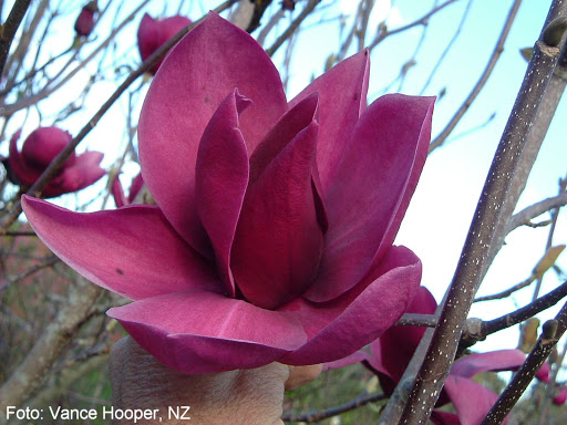 Magnolia 'Cleopatra'© 1