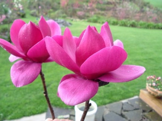Magnolia 'Cleopatra'© 2