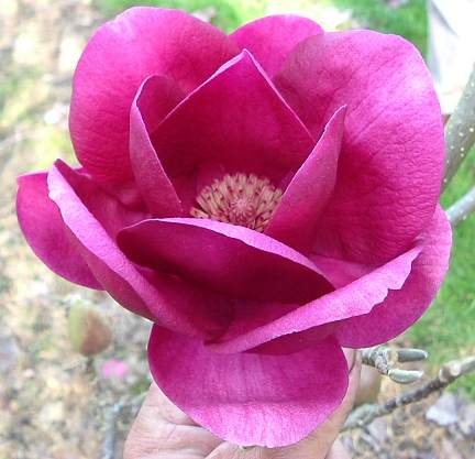 Magnolia 'Cleopatra'© 3